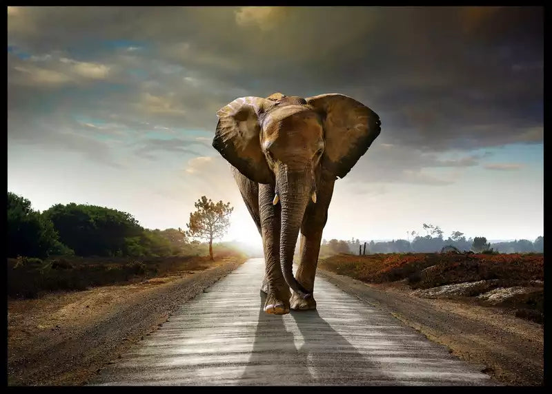Elephant Path Framed Art Print