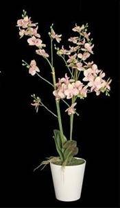 Pink Potted Orchid 80cm - Giftworks